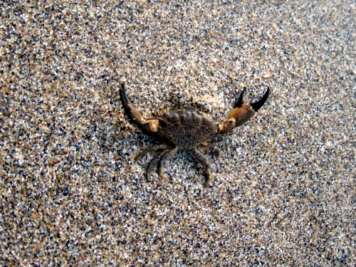 Cazare in Costinesti la familia Dima